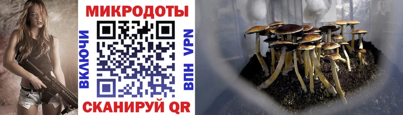 дарнет шоп  Дагестанские Огни  Псилоцибиновые грибы MAGIC MUSHROOMS 